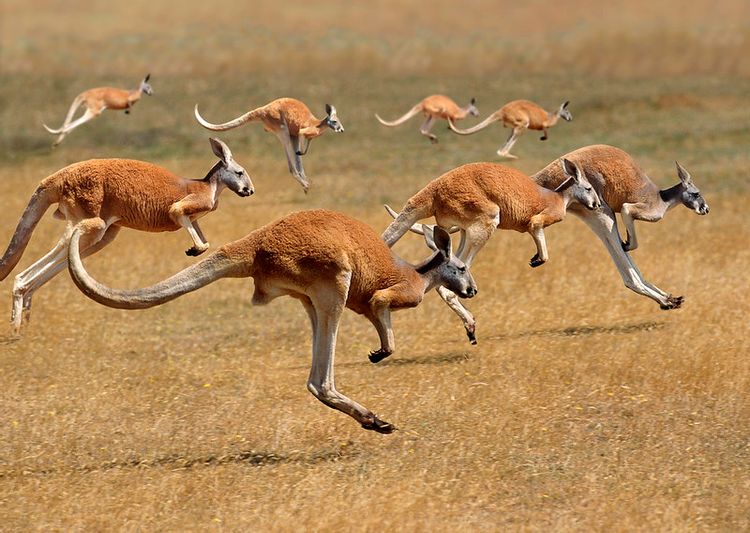 Lanjutan Part 2, Rekomendasi 20 Kota Terindah di Australia, Negeri Kanguru Ini Sobat Wajib Kunjunginya^^