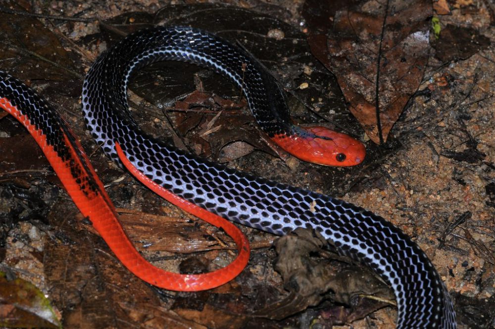 5 Fakta Menarik Red-Headed Krait, Ular Pemalu Tapi Mematikan!